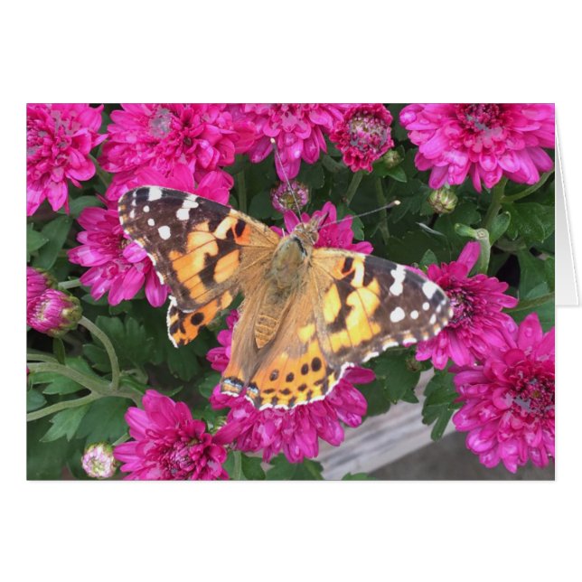 Moment papillon (Devant horizontal)