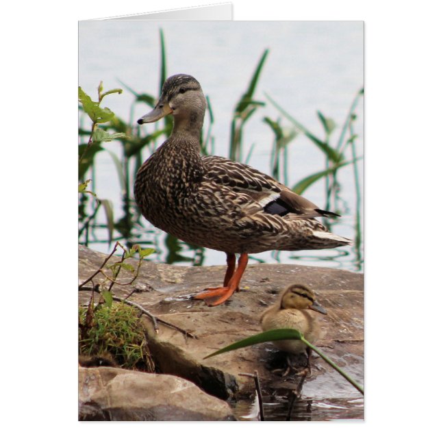 Momma & bébé 2 (Devant)