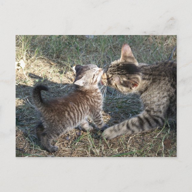 Momma cleans Baby Postkarte (Vorderseite)