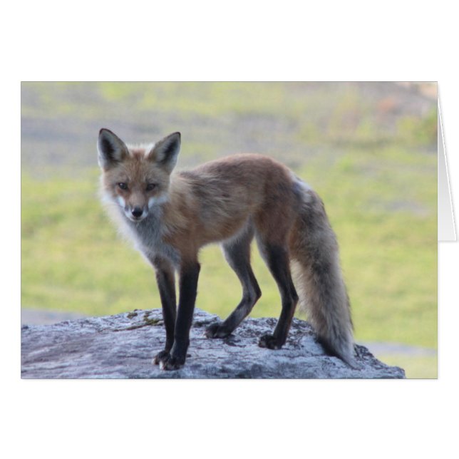 Momma Foxy (Devant horizontal)