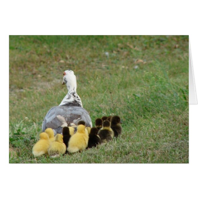 Momma Muscovy Avec Collier (Devant horizontal)