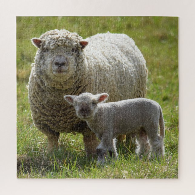 Momma's Baby Lamb - 20 x20 (Vertikal)