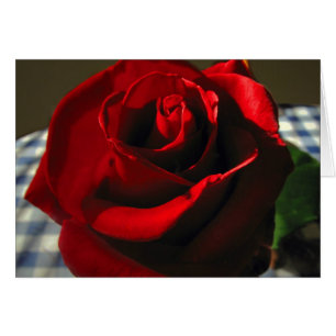 Moms Rose rouge
