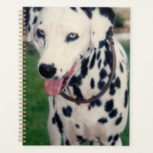 Mon ami animal de compagnie Bestie Chien dalmate p