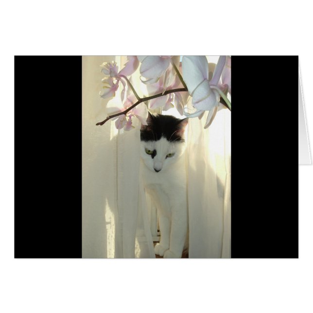 Mon jolie Kitty (Devant horizontal)