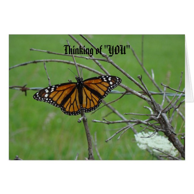 Monach offene Flügel, denkend an "SIE " (Vorderseite (Horizontal))