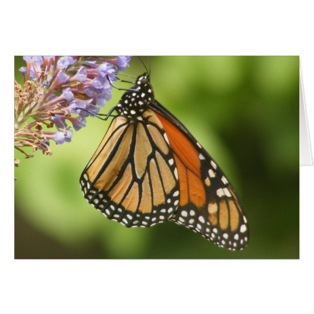 MONARCH (Vorderseite (Horizontal))