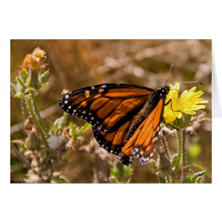 Monarch
