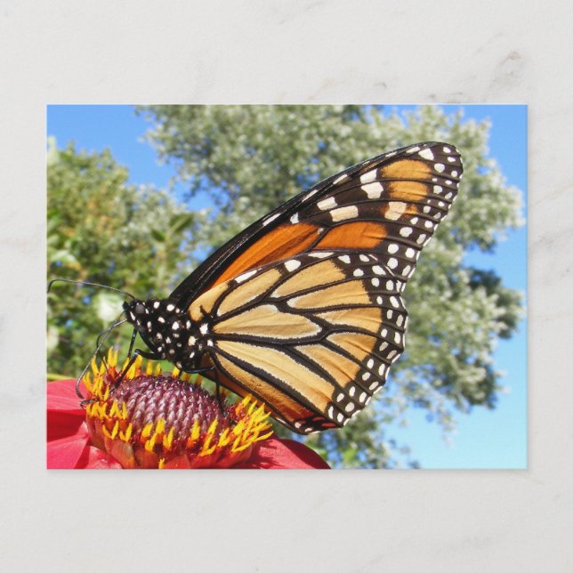 Monarch 38 ~ Postkarte (Vorderseite)