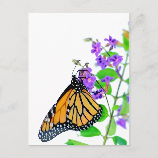 Monarch auf Blossom Postkarte (Vorderseite)