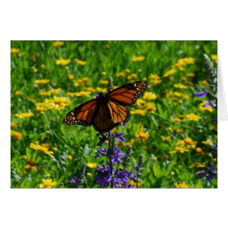 Monarch auf der Wiese