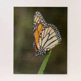 Monarch auf einem Blatt