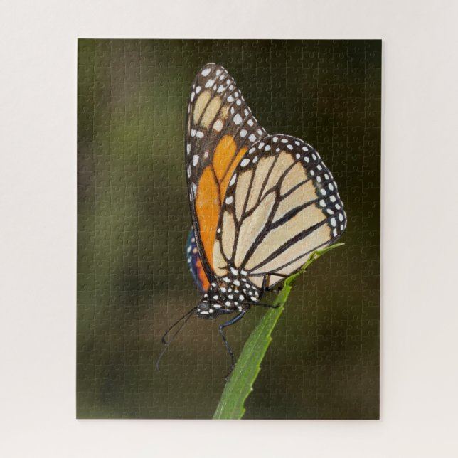 Monarch auf einem Blatt (Vertikal)