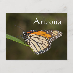 Monarch auf einem Blatt, Arizona Postkarte