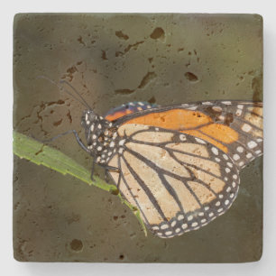 Monarch auf einem Blatt Steinuntersetzer