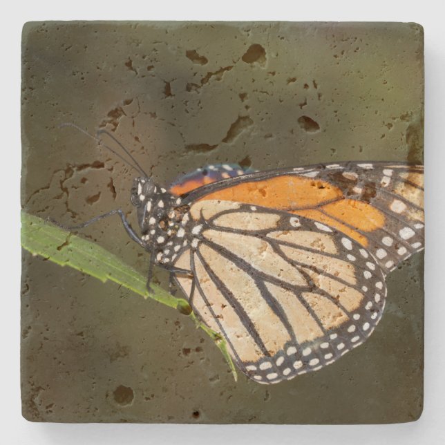Monarch auf einem Blatt Steinuntersetzer (Vorderseite)