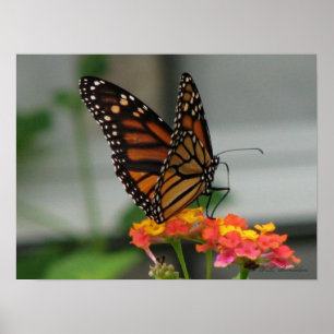 Monarch auf Lantana Poster