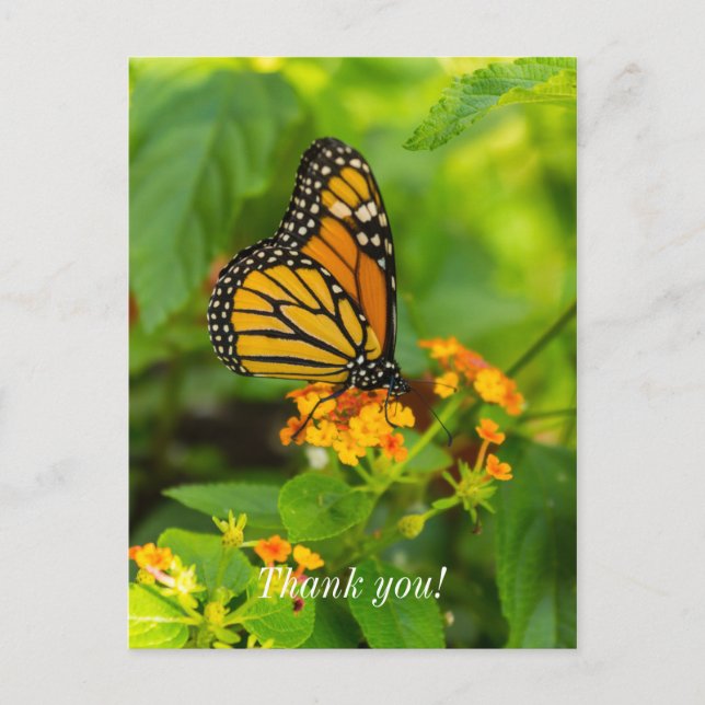 Monarch auf Lantana Vielen Dank Postkarte (Vorderseite)