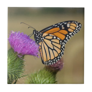 Monarch auf Weide-Distel Prairie Ridge Fliese