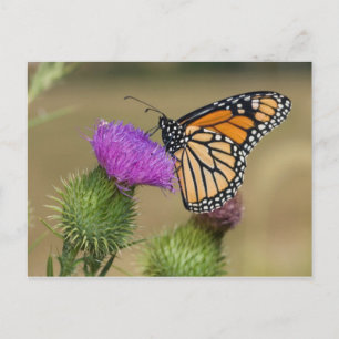 Monarch auf Weide-Distel Prairie Ridge Postkarte