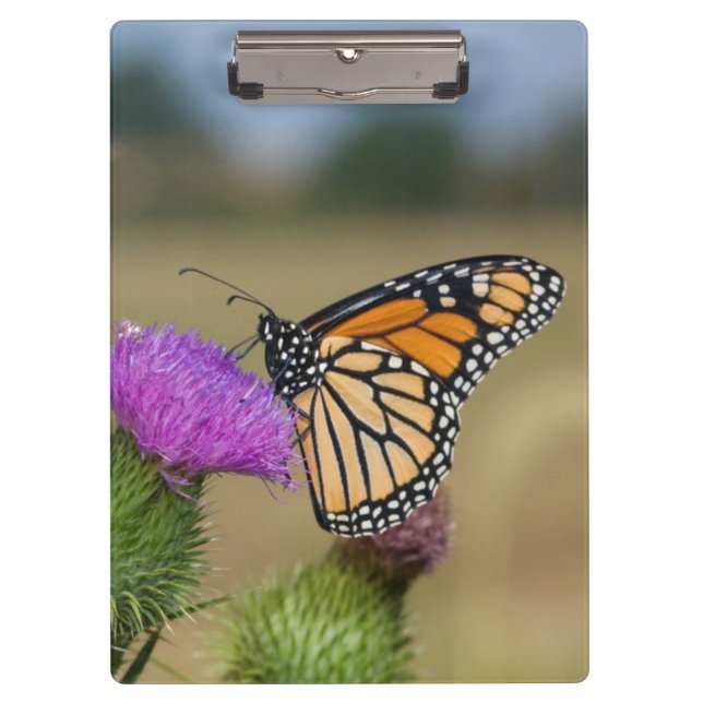 Monarch auf Weide Thistle Prairie Ridge Klemmbrett (Vorderseite)