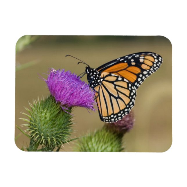 Monarch auf Weide Thistle Prairie Ridge Magnet (Horizontal)