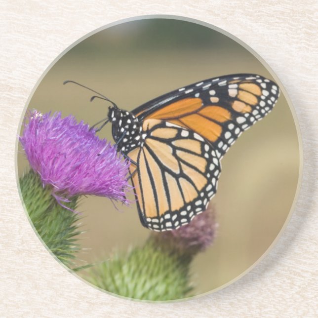 Monarch auf Weide Thistle Prairie Ridge Sandstein Untersetzer (Vorne)