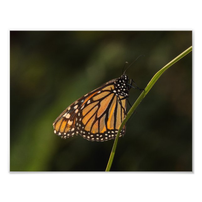 Monarch beleuchtet fotodruck (Vorne)
