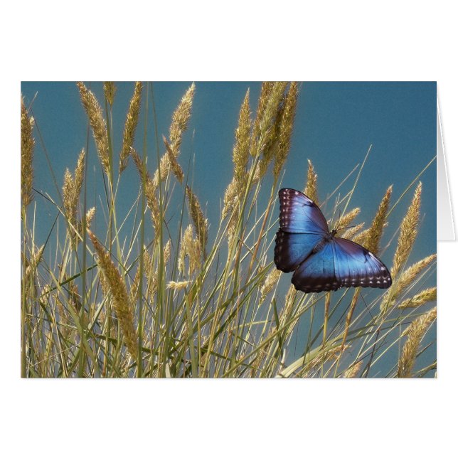 Monarch Blue Butterfly auf Gran (Vorderseite (Horizontal))