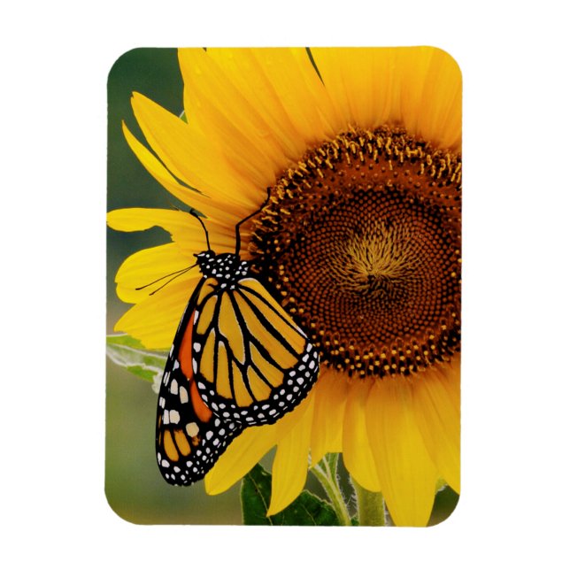 Monarch Butterblüten auf Sonnenblumen Magnet (Vertikal)