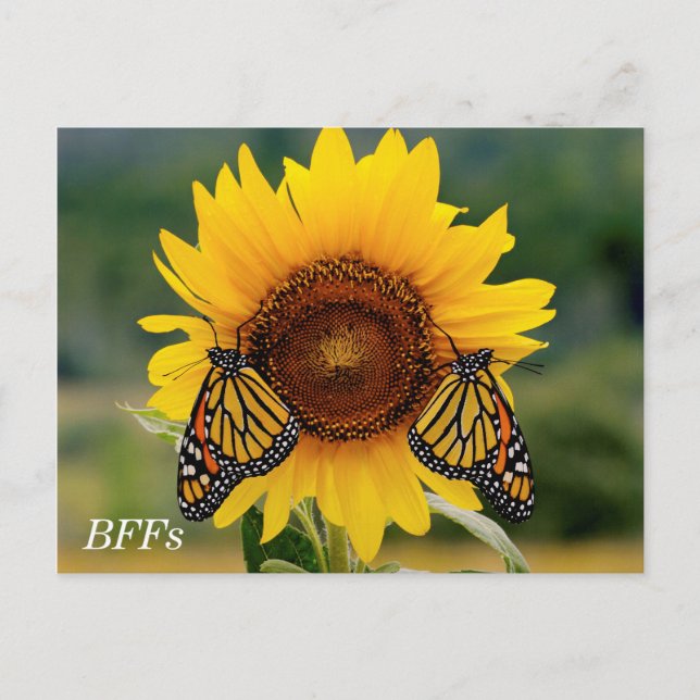 Monarch Butterblüten auf Sonnenblumen Postkarte (Vorderseite)