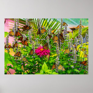 Monarch Butterflies 36 x 24 Archivpapier-Poster Poster