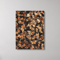 Monarch Butterflies