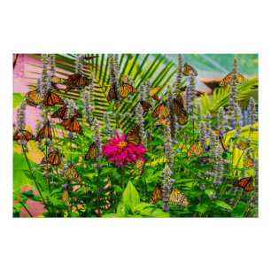 Monarch Butterflies Poster brillant 28 x 18,67"