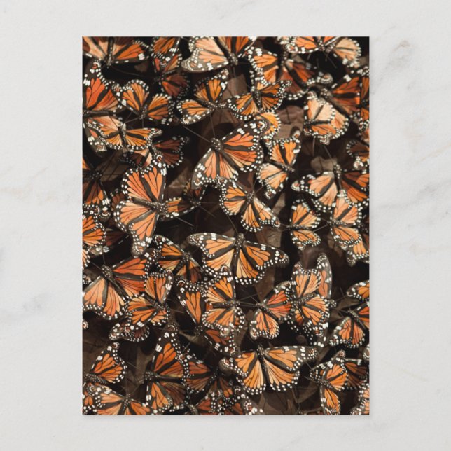 Monarch Butterflies Postkarte (Vorderseite)