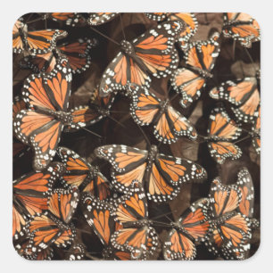 Monarch Butterflies Quadratischer Aufkleber