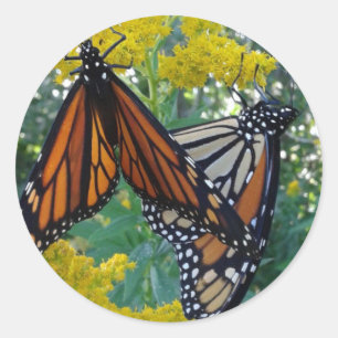 Monarch Butterflies Runder Aufkleber