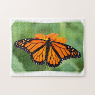 Monarch Butterfly