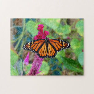 Monarch Butterfly