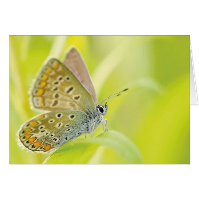 Monarch Butterfly (Vorderseite (Horizontal))