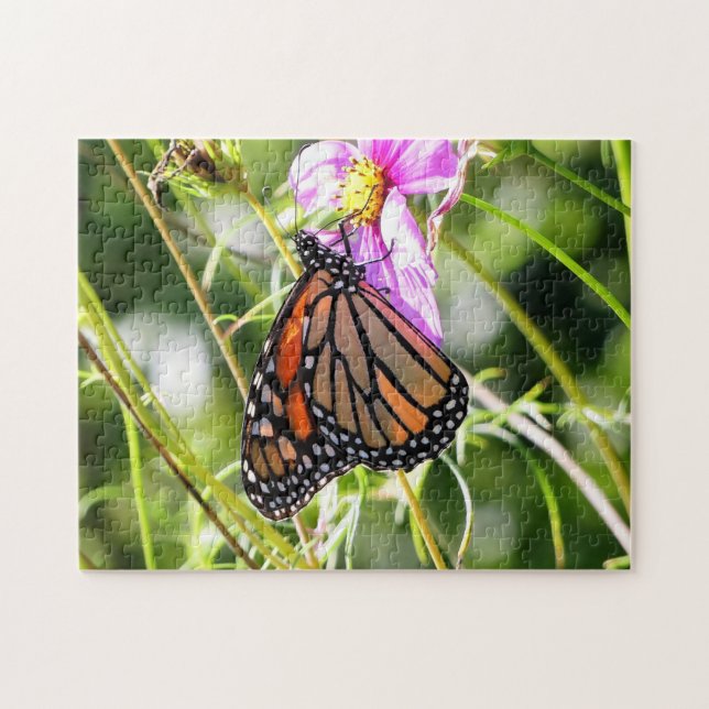 Monarch Butterfly (Horizontal)