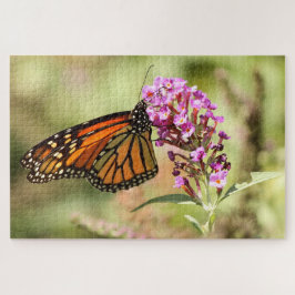 Monarch Butterfly