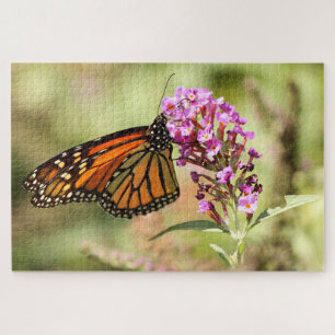Monarch Butterfly