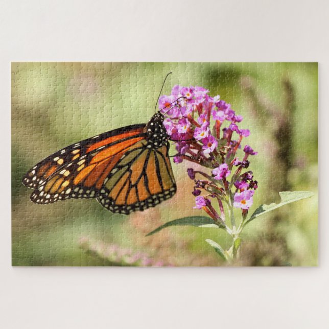 Monarch Butterfly (Horizontal)