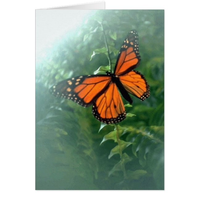 Monarch Butterfly (2) (Vorne)