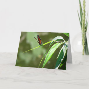 Monarch Butterfly (4088) Grußkarte Karte