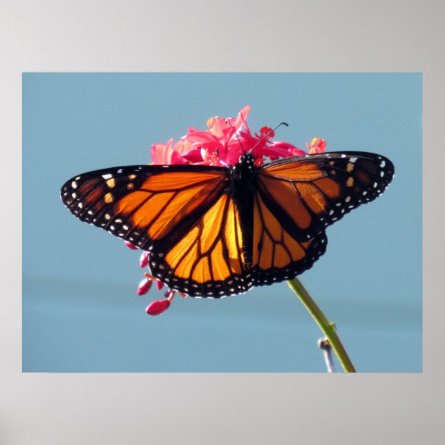 Monarch Butterfly 6066 Poster (Vorne)