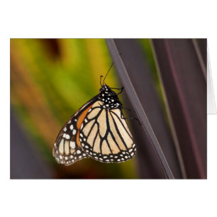 Monarch Butterfly auf Agave
