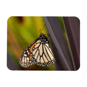 Monarch Butterfly auf Agave Magnet