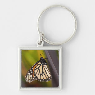 Monarch Butterfly auf Agave Schlüsselanhänger